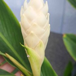 White Ginger Plants 