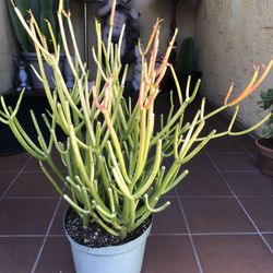 Firestick Succulent Plant