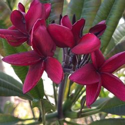 plumeria Hilo Beauty