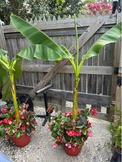 Large Banana Tree In Pot