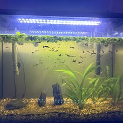 Fish Tank Plus Accessories 