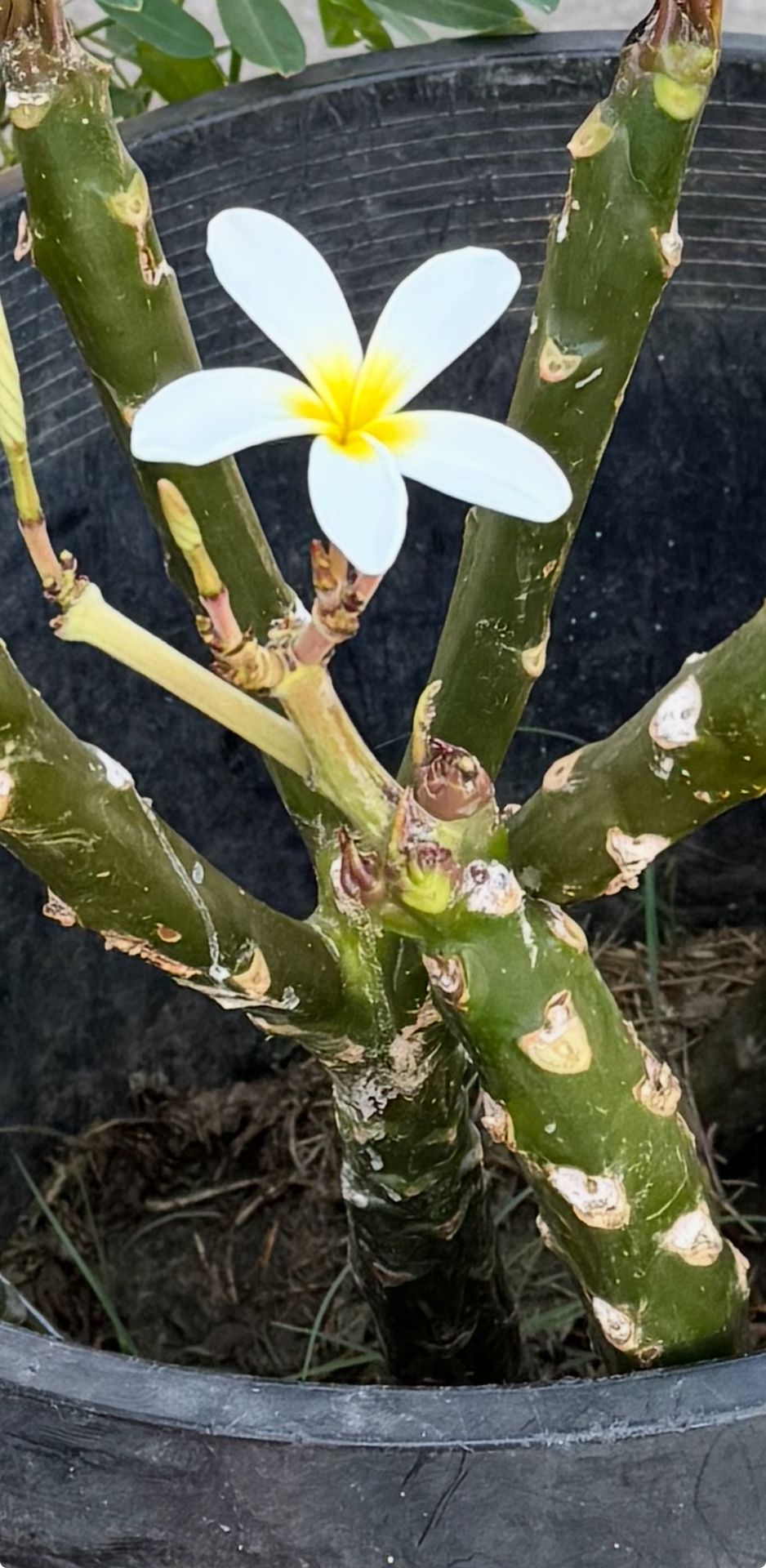 Plumeria Plant