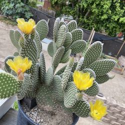 Cactus 
