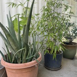 Living Plants With Pots