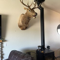 Bull Elk Mount 