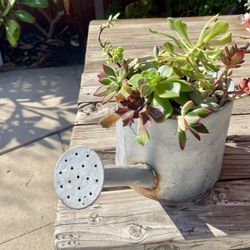 Watering Can with Succulents 