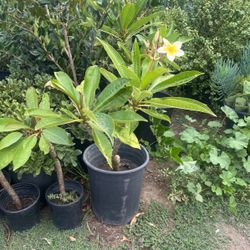 Plumeria Alba