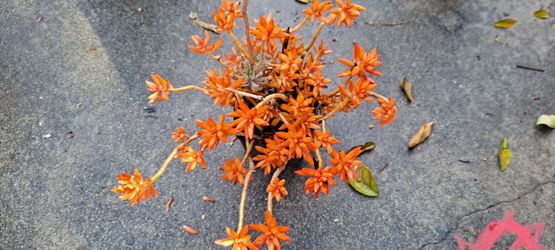 succulent plants