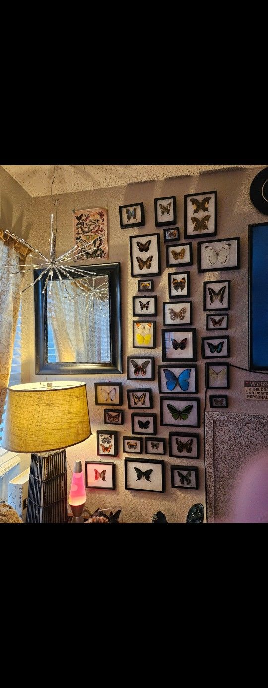 Butterfly Collection