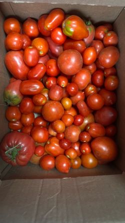 Organic Tomatoes