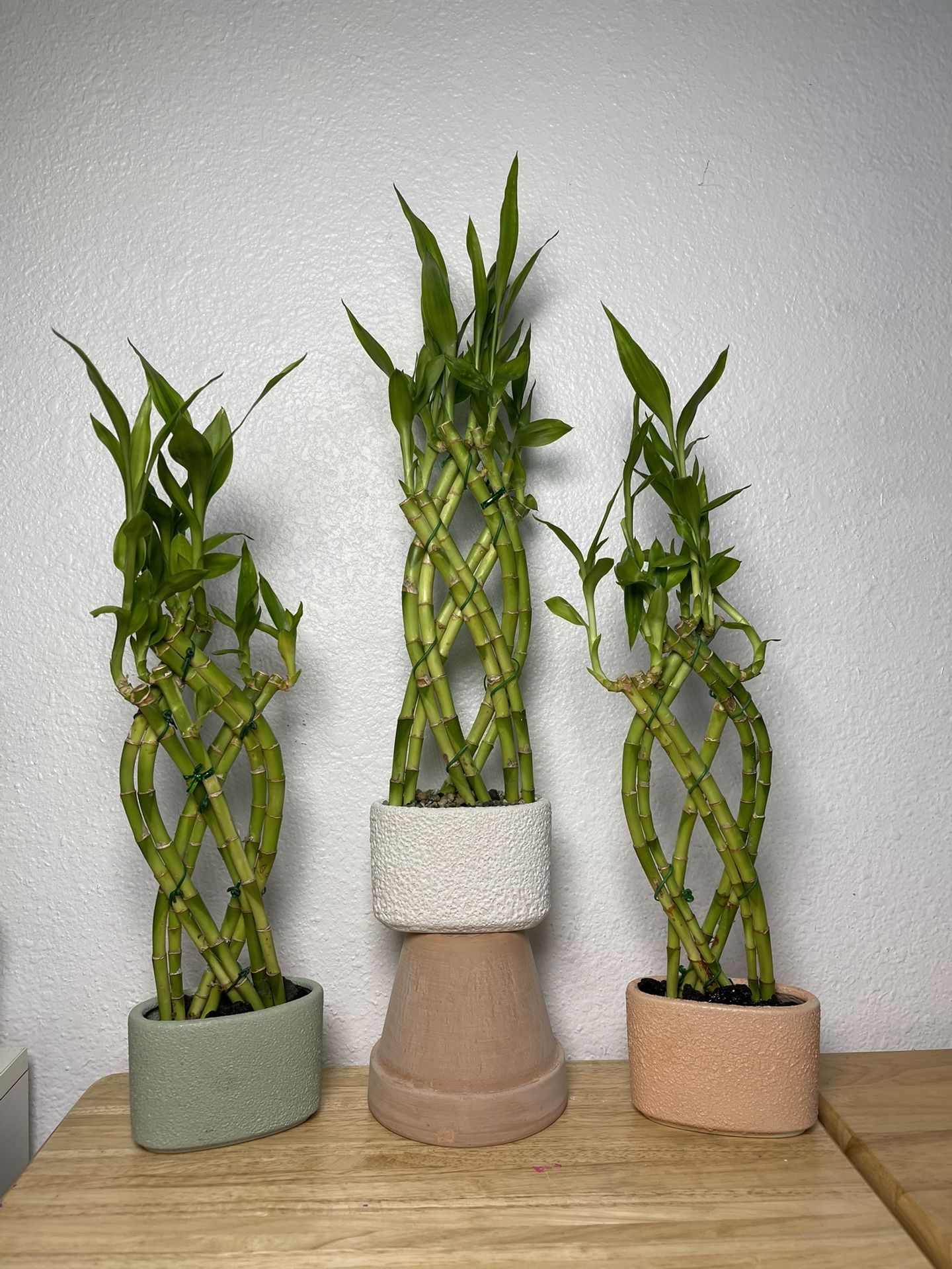 Lucky Bamboo Plants-Bamboo Plant (19”tall $10 each)