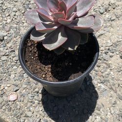 Purple Succulent