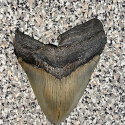 Meglodon Shark Tooth