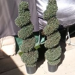 $50 SPIRAL HOUSE PLANTS  4FT