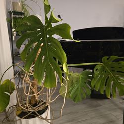 Monstera Deliciosa Plant with beautiful Pot and Pole