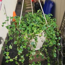 4.5" String Of Frogs (A)