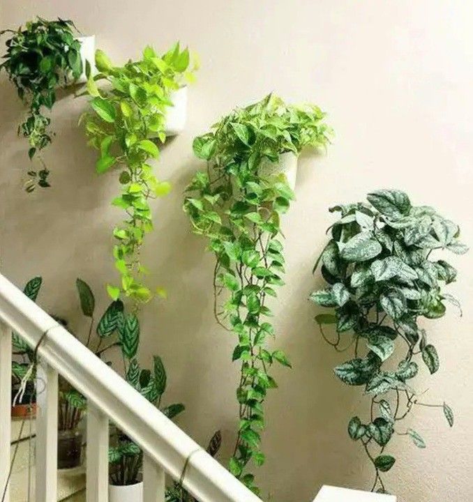 Lush Money Pothos Plant/ House Plant/ Indoor Plant Flower Patio Garden