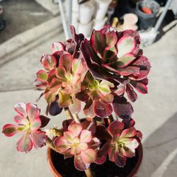 Aeonium Medusa Variegated Imported