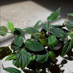 Lush Trailing Micans Velvet Philodendron Plant / Indoor Plant/ House Plant Flower Patio Garden