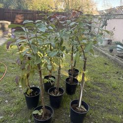 Guava Fruit Trees (Indian)