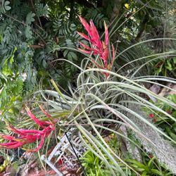 Double Blooming Air Plant 