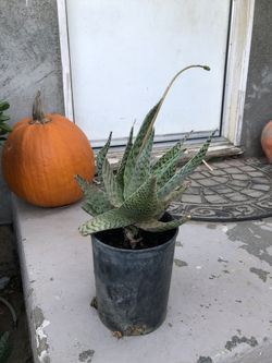 Succulent Plants, Aloes, Cactus. Various Pricing