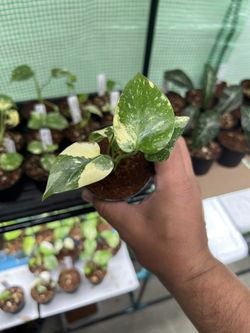 Monstera Thai Constellation 