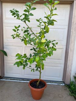 Potted Meyer Lemon Tree with Fruit