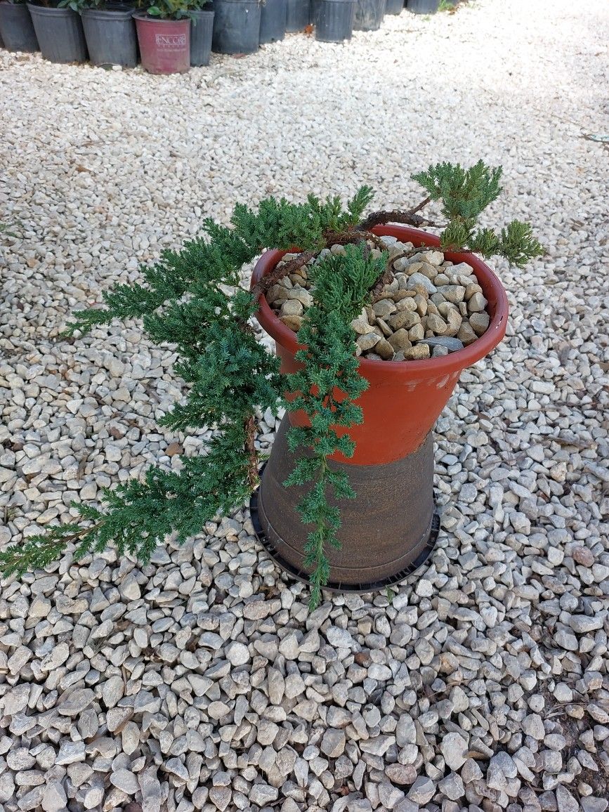 Bonsai Juniper Tree
