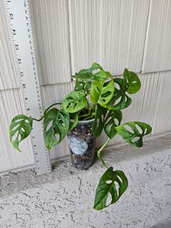 Monstera Adansonii (Wide Form) Plant