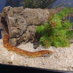 Lil Corn snake 🐍 🌽