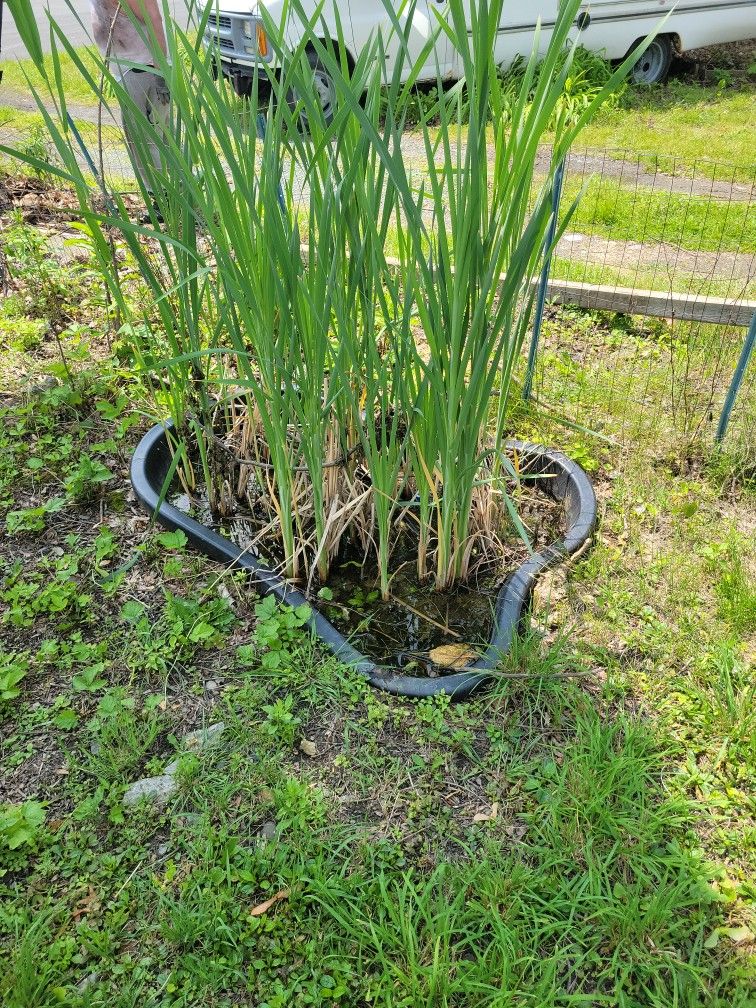 Free Plastic Pond With Aquatic Plants