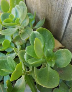Succulents