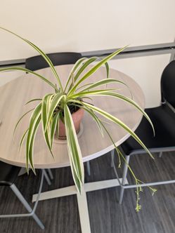 Spider plant - houseplant