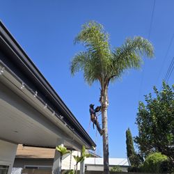 Palm Tree