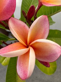 Blooming Plumeria Plant Q6