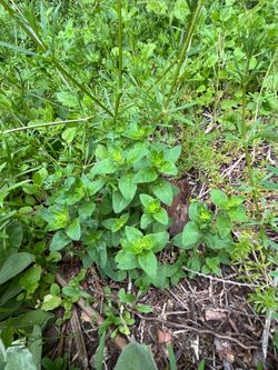Free. Organic Herbal plants