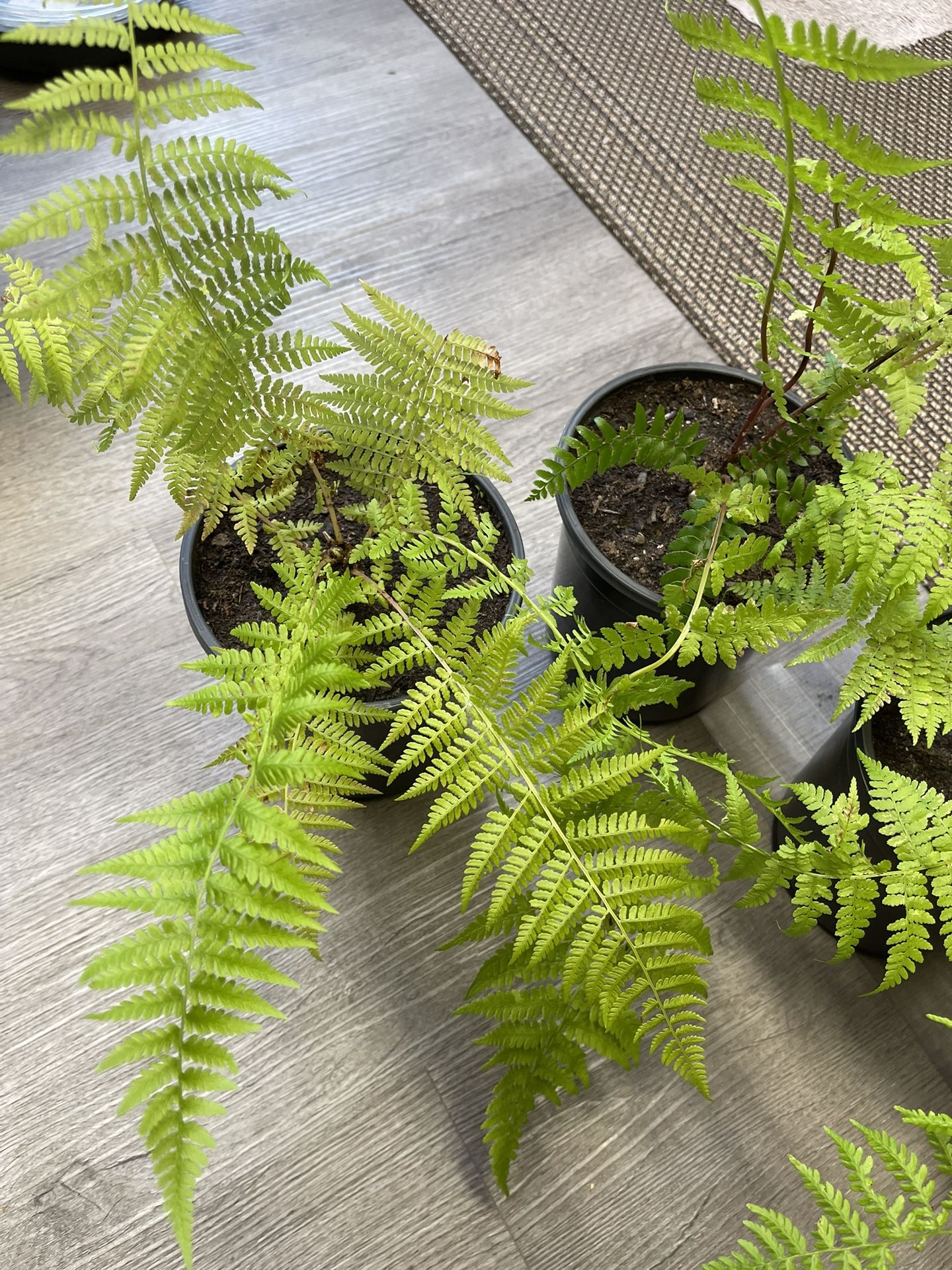 Organic Bracken (Eagle Fern) Perennial Outdoor Plant.