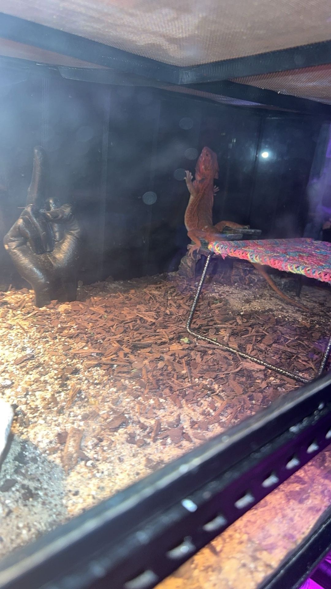 Bearded Dragon Setup 