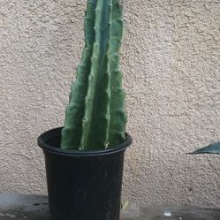 Plants For Sale $12 Each