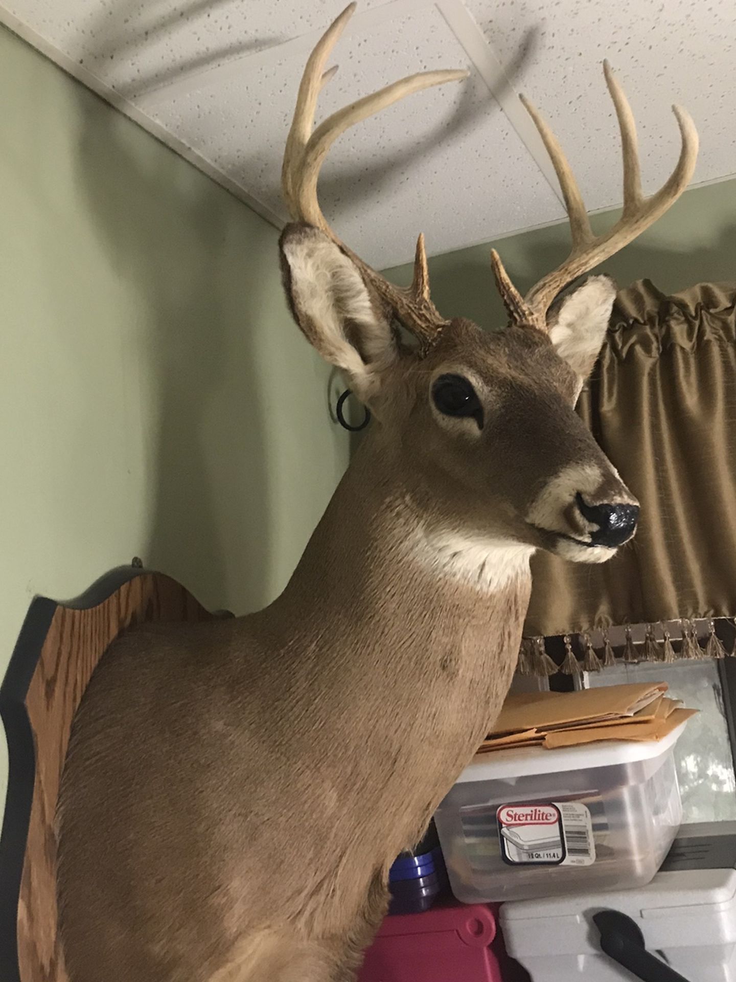 8 Point Buck (contact info removed)