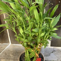 Lunar Chinese Vietnamese New Year Lucky Bamboo in Decorative Pot Houseplant House Plant Houseplants  Cash only  Pick up in North San Jose, By appointm