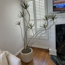 Mature 5ft Healthy Dracaena marginata  Statement Plant Character Sculptural Houseplant Indoor Outdoor Plant Dragon Tree 