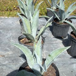 3 Gallons Blue Agave - Drought-Tolerant Desert Succulent 🌵