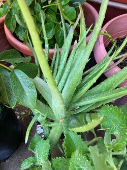 Aloe Vera Plant