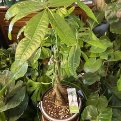 MONEY TREE , In 8 Inches Plastic Pot & 8 inches Ceramic Pot .
