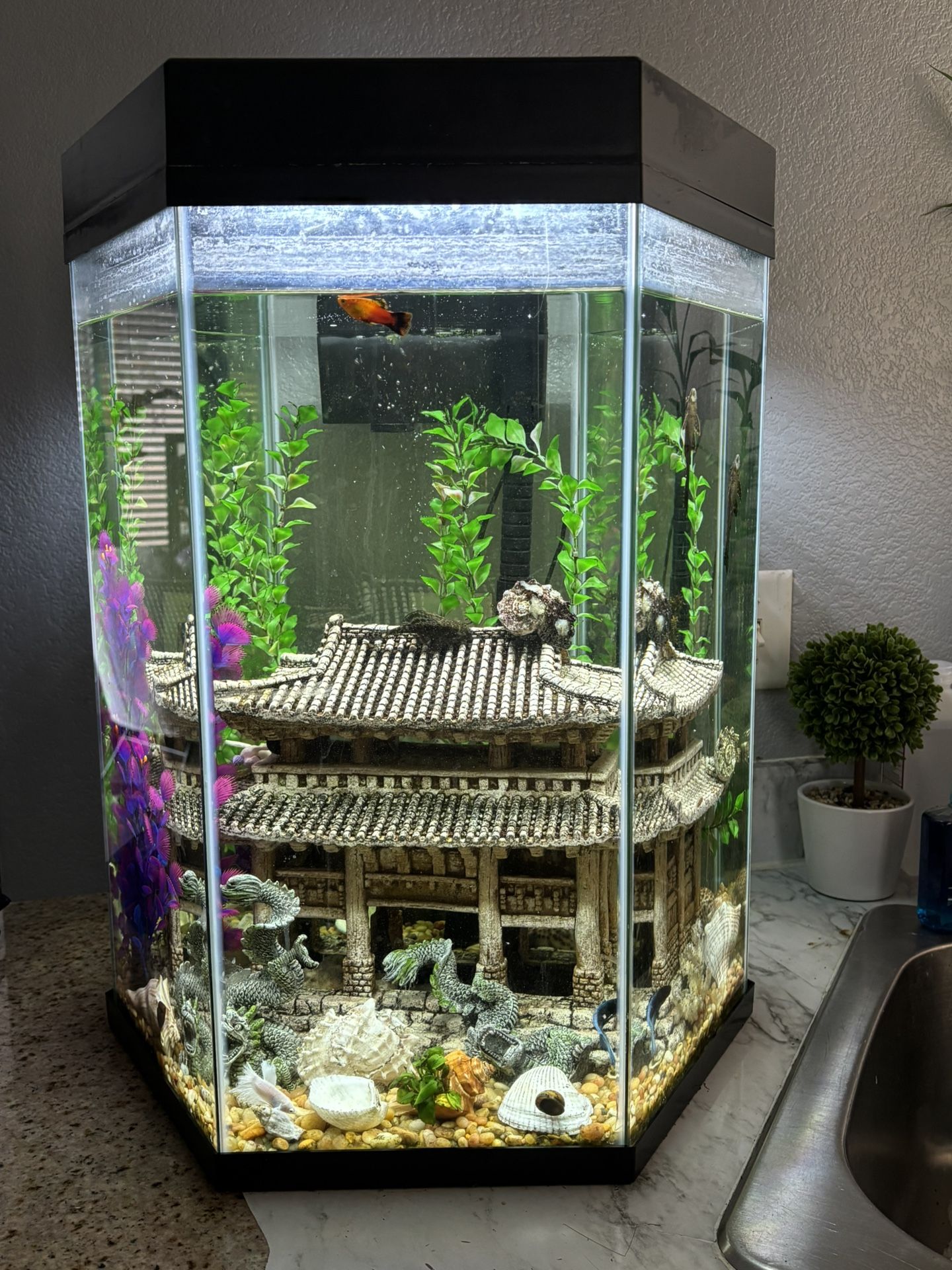 Fish Tank