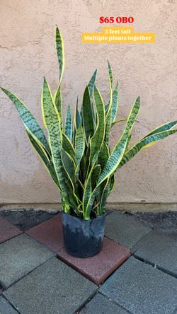 Snake Plant