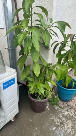 Avocado tree
