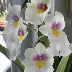Miltoniopsis “Rene Komoda” Orchids in 4” pot in spike .